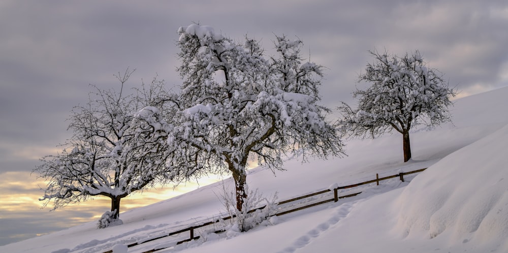 snow covered tree during daytime