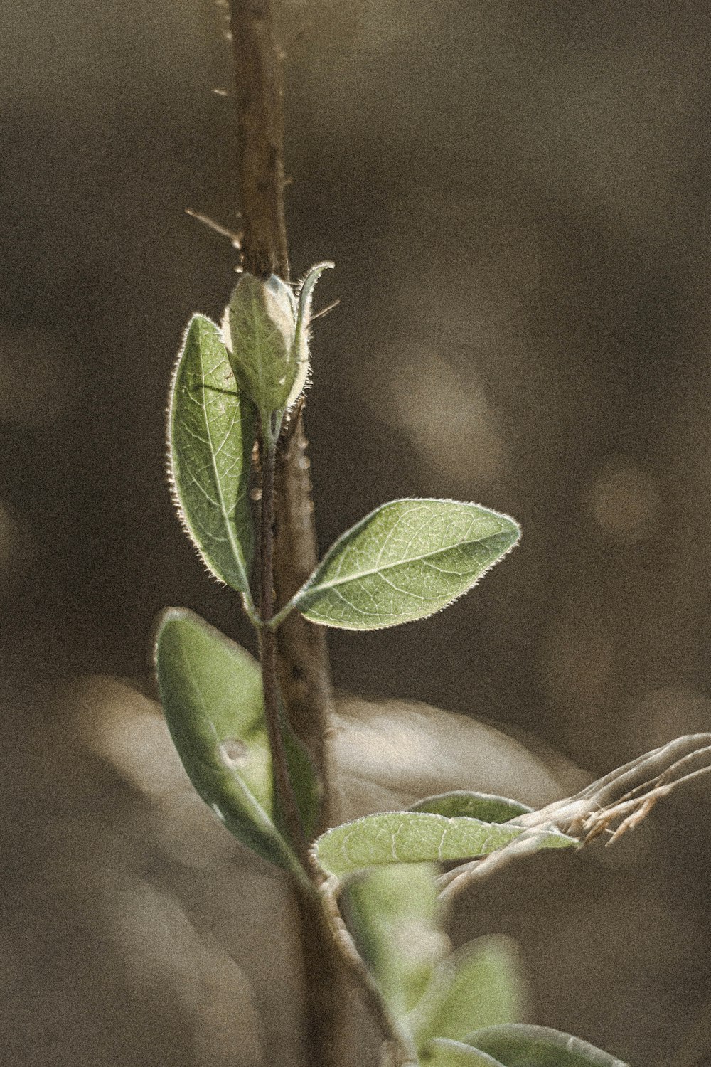 green leaf in macro lens