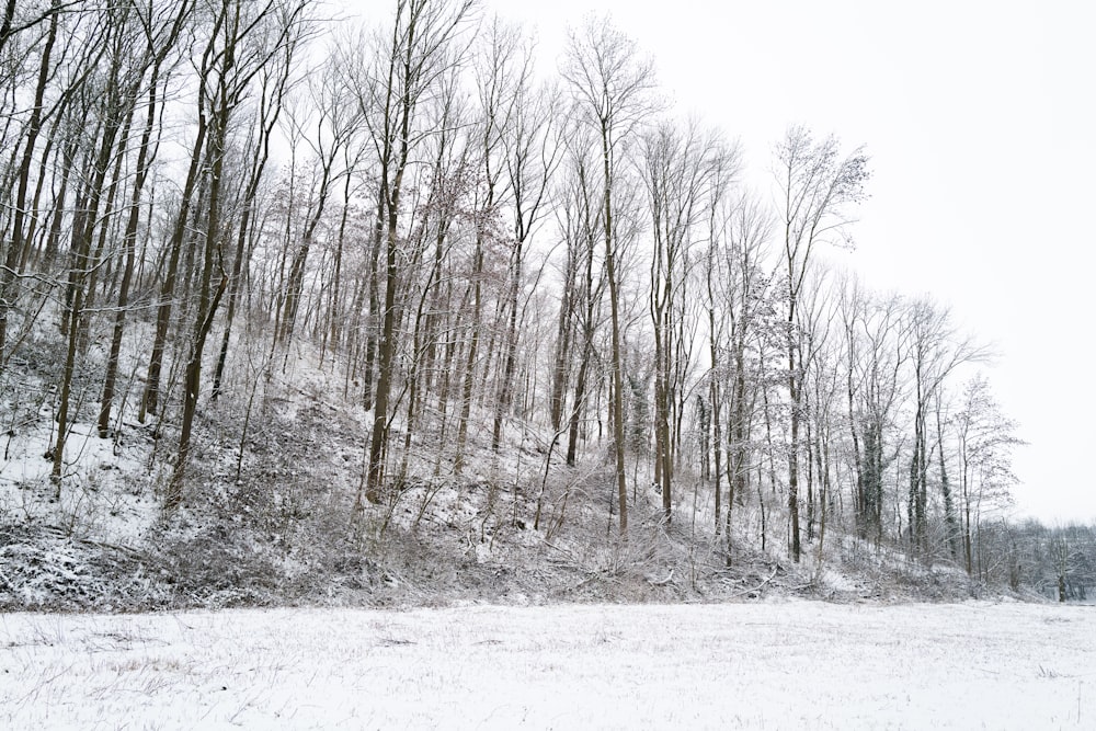 alberi spogli su terreno innevato durante il giorno