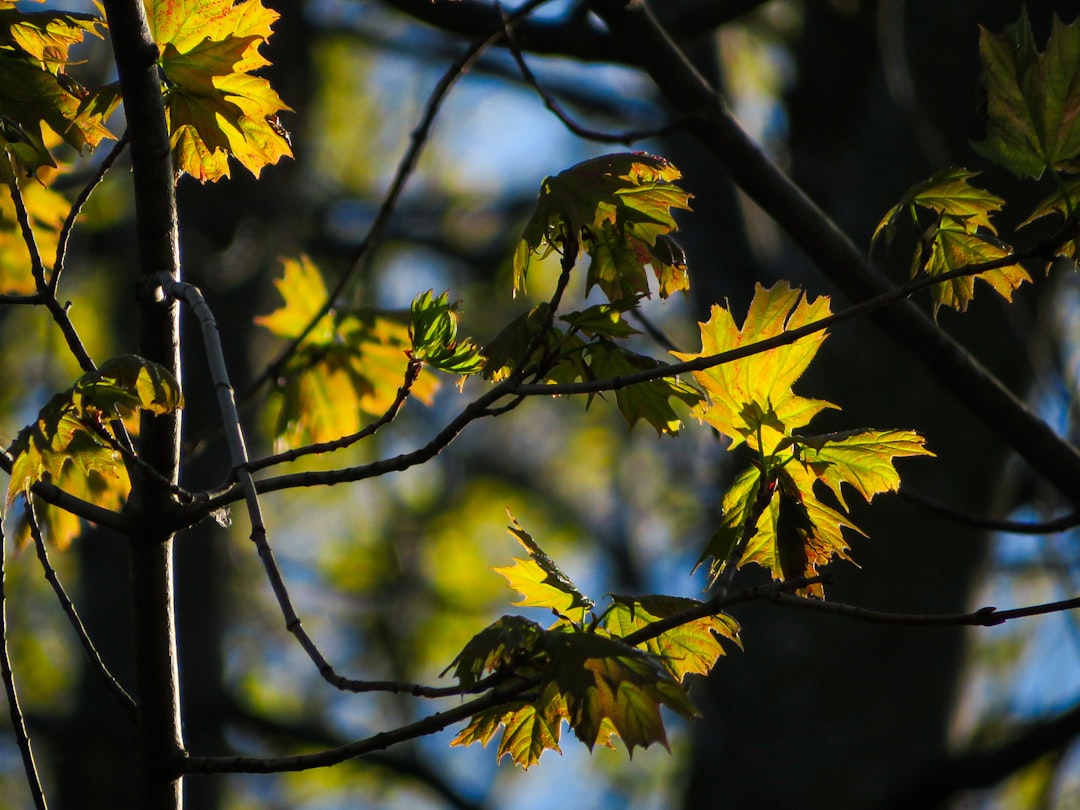 yellow maple leaf on tree branch