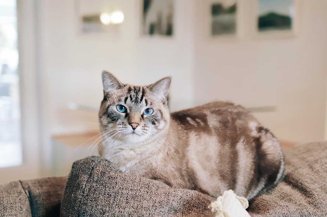 brown and white cat on gray textile