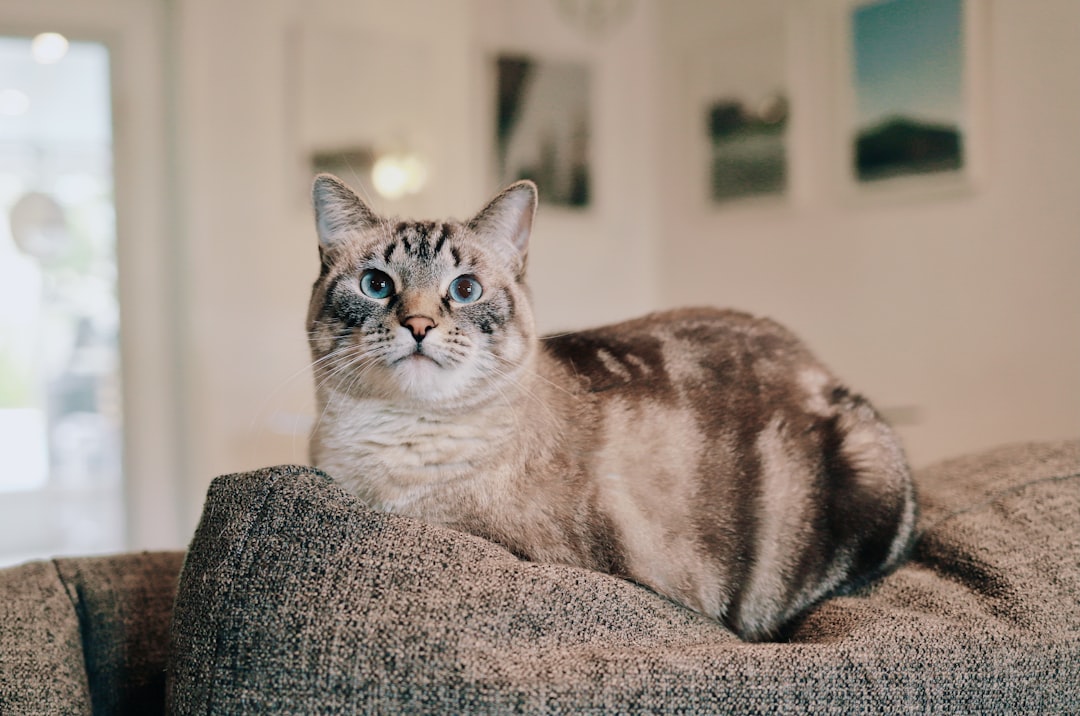 brown and white cat on gray textile