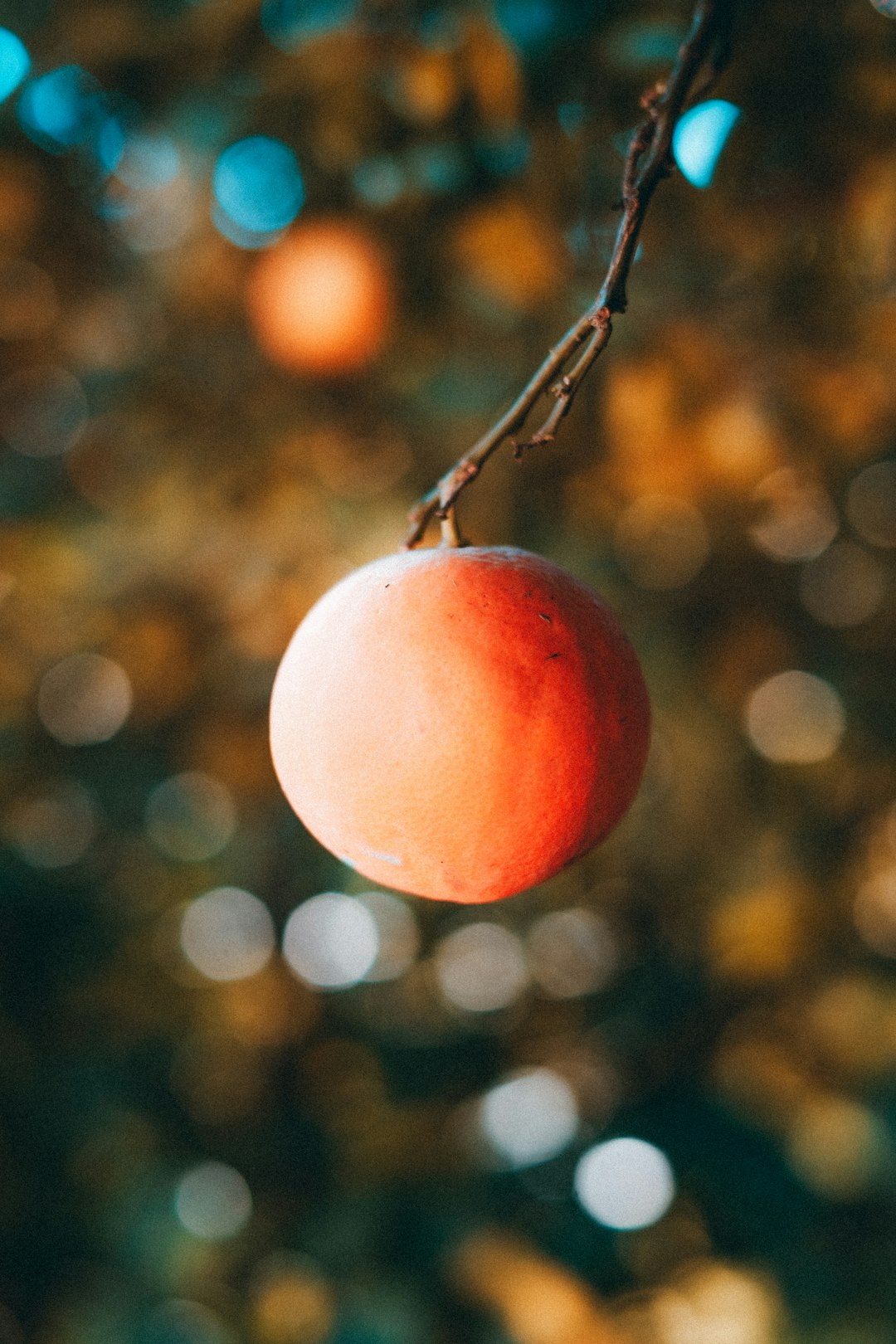 orange fruit on brown tree branch