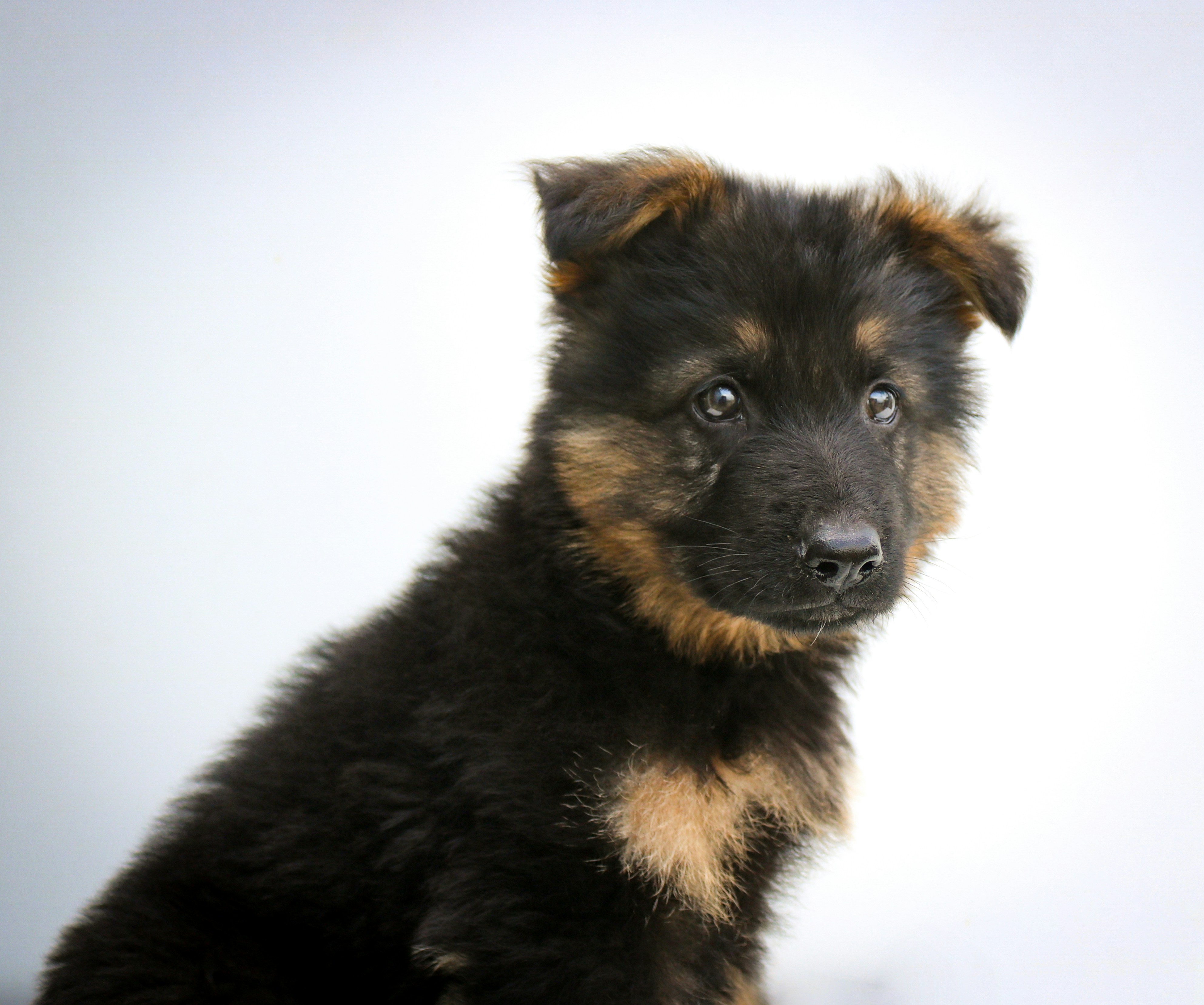 when do german shepherd puppies ears stand up