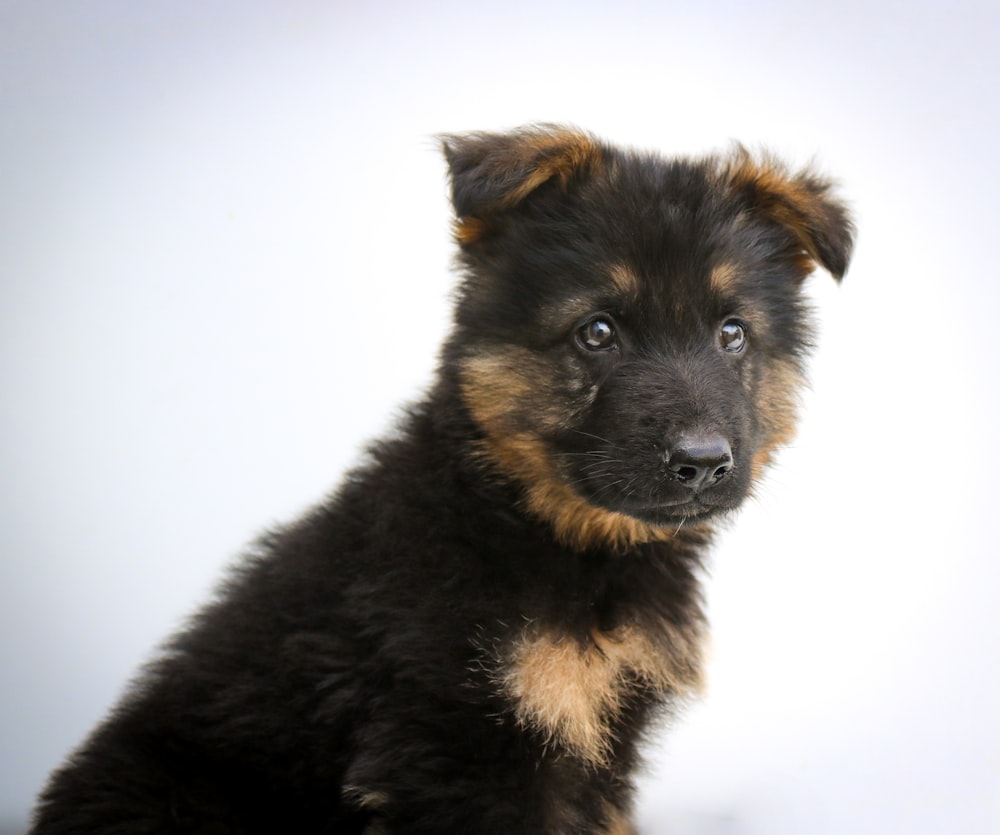 black and tan german shepherd puppy