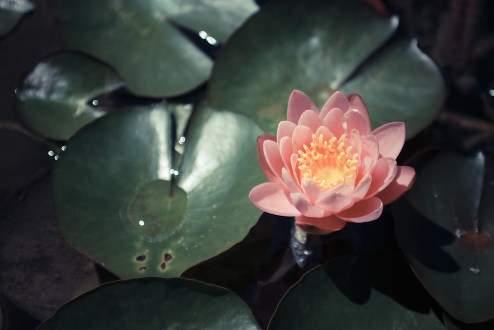 pink lotus flower in bloom