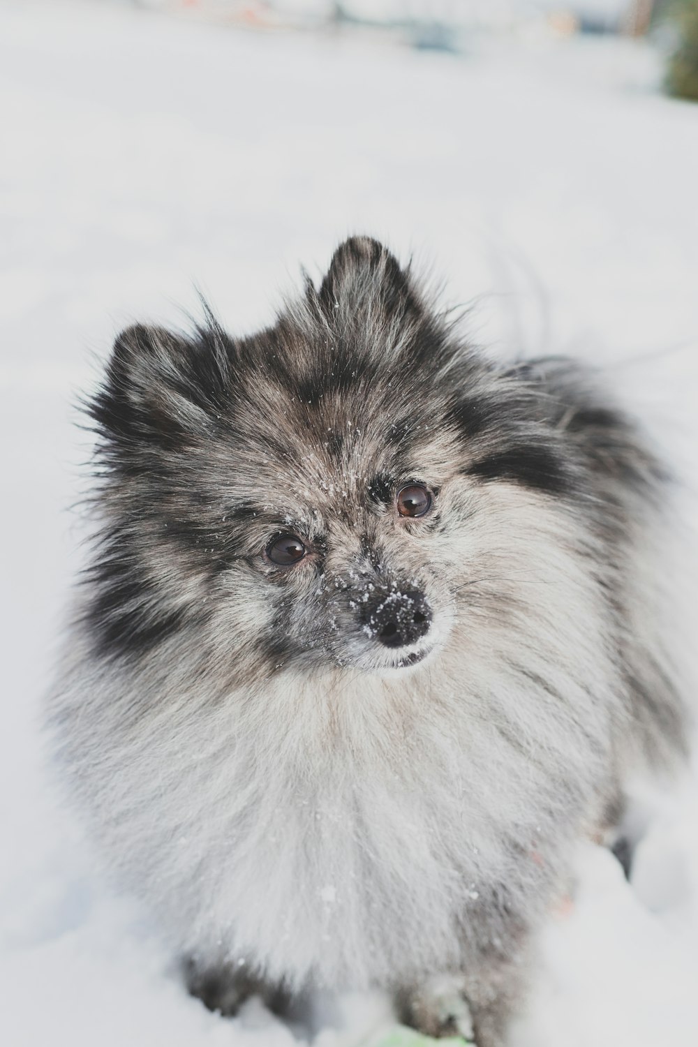 white and black long coated small dog