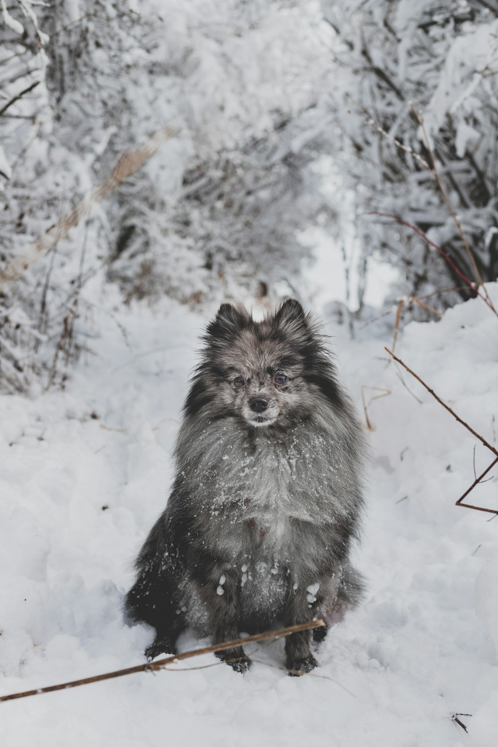 black and white long coated dog on snow covered ground during daytime