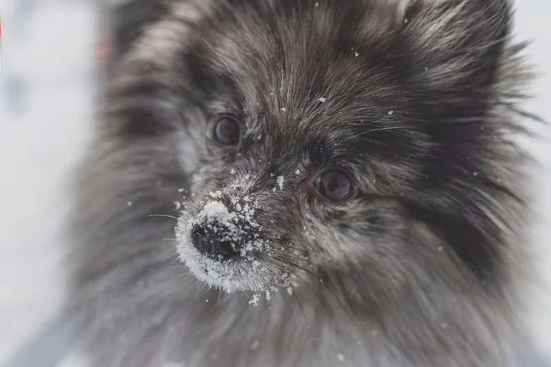 Dikkatli ve tetikte bakan bir Pomeranian