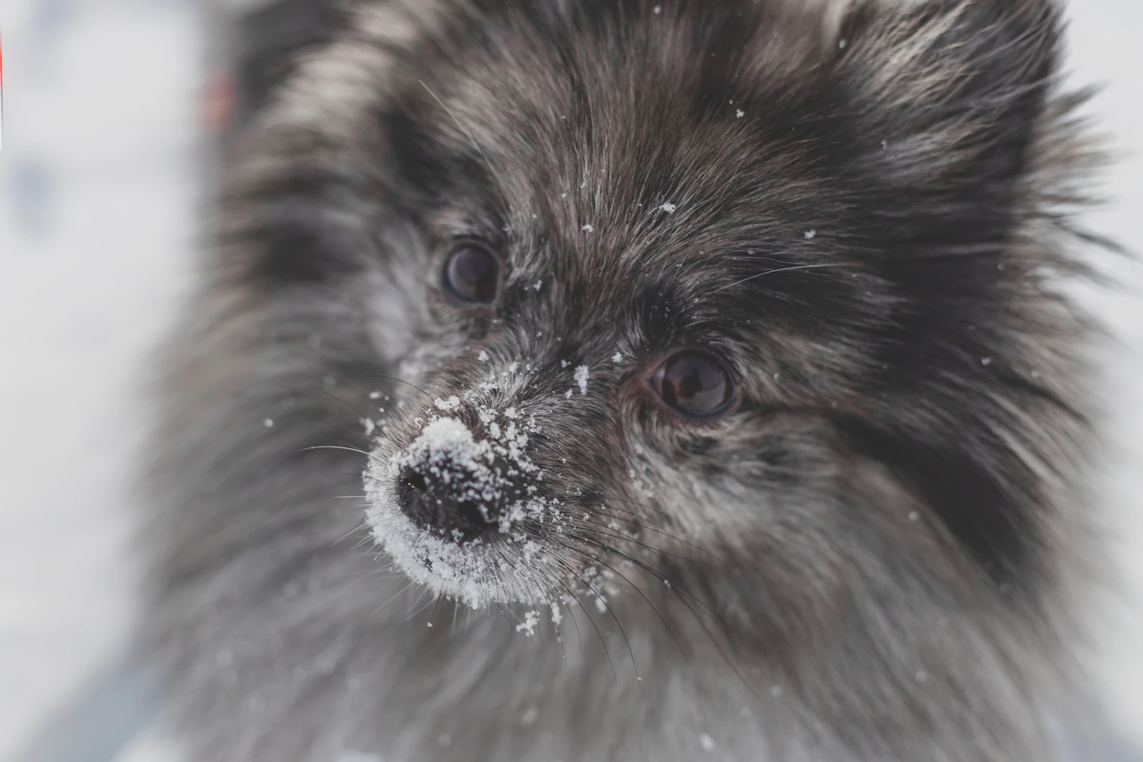 Adult black and brown Pomeranian dog, photo on Unsplash