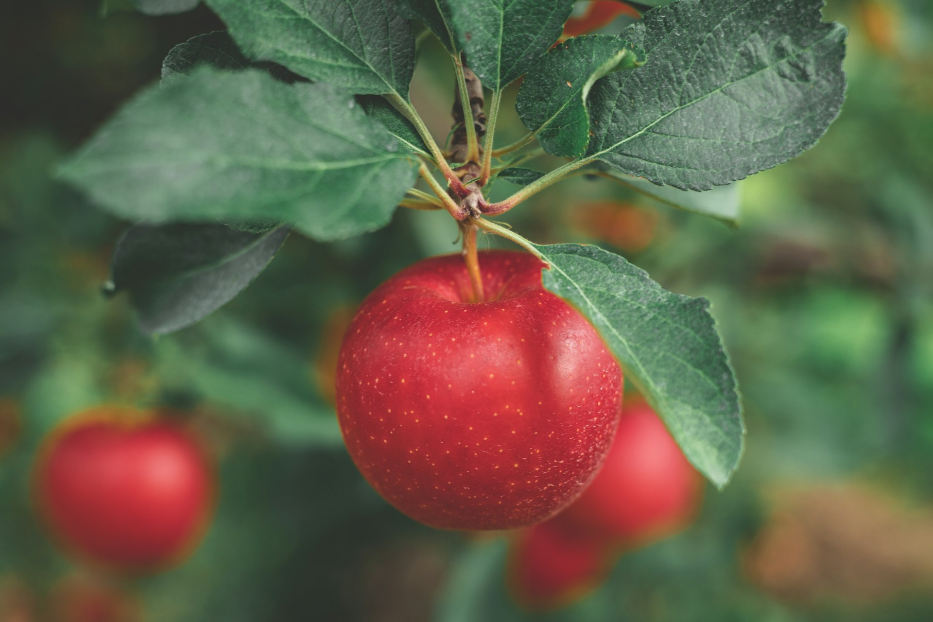 red tomato on green leaves