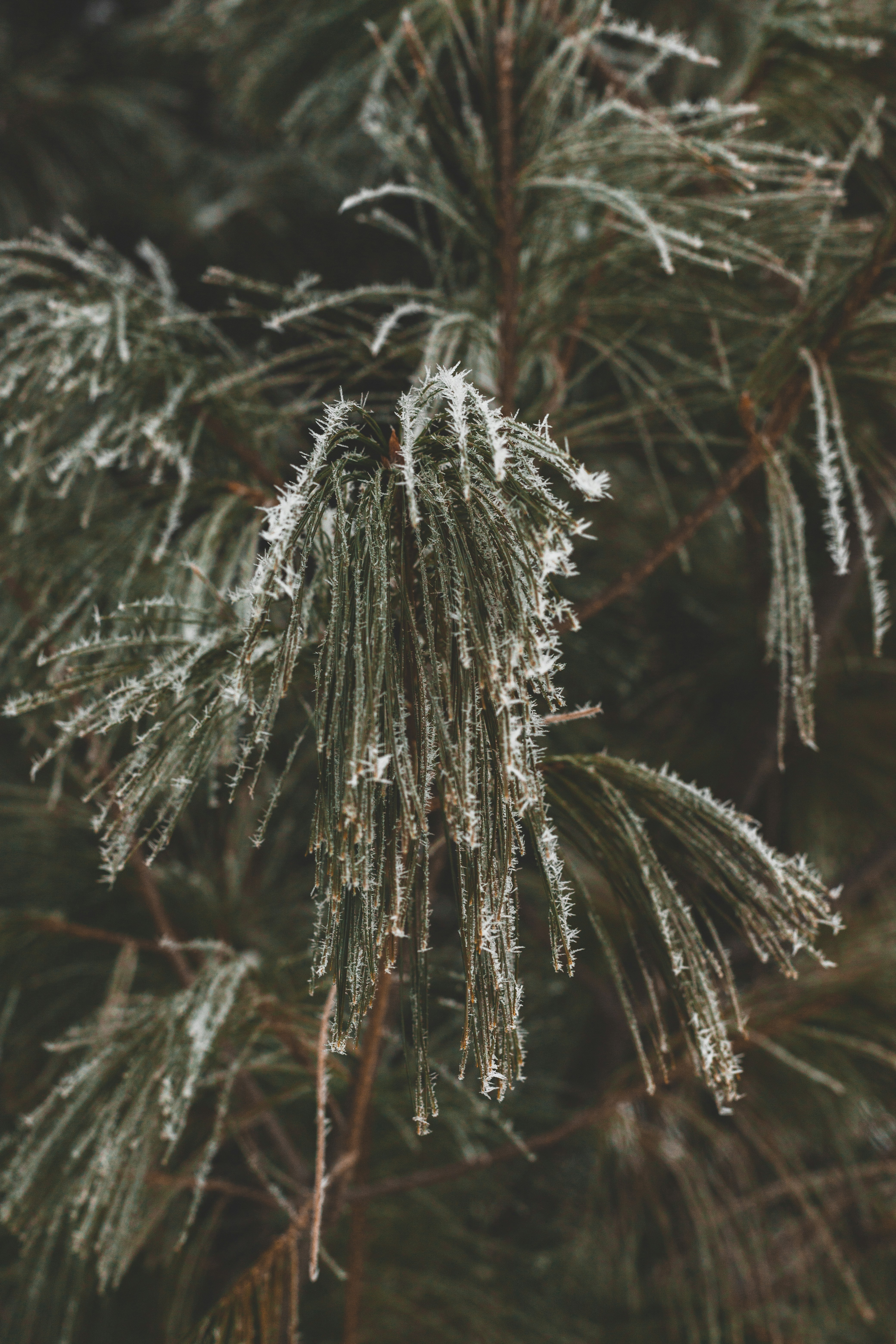 Photo by jewelsiepoo