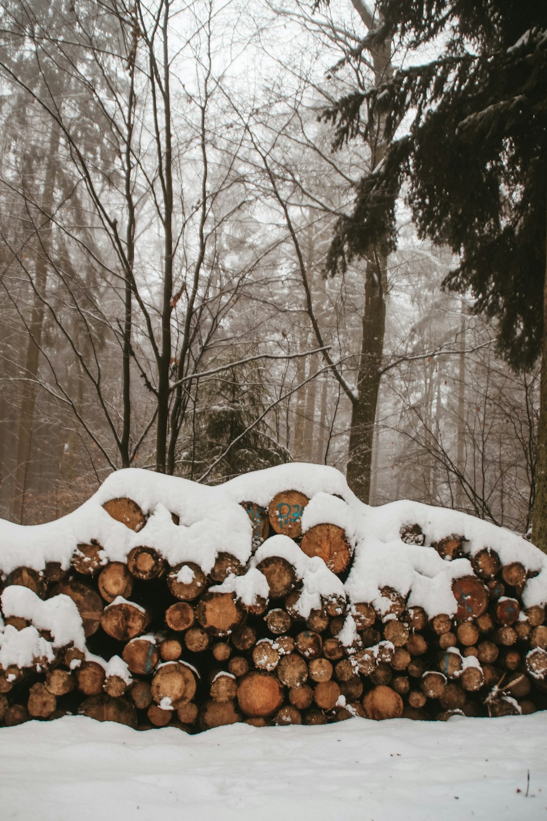 brown tree branches covered with snow during daytime