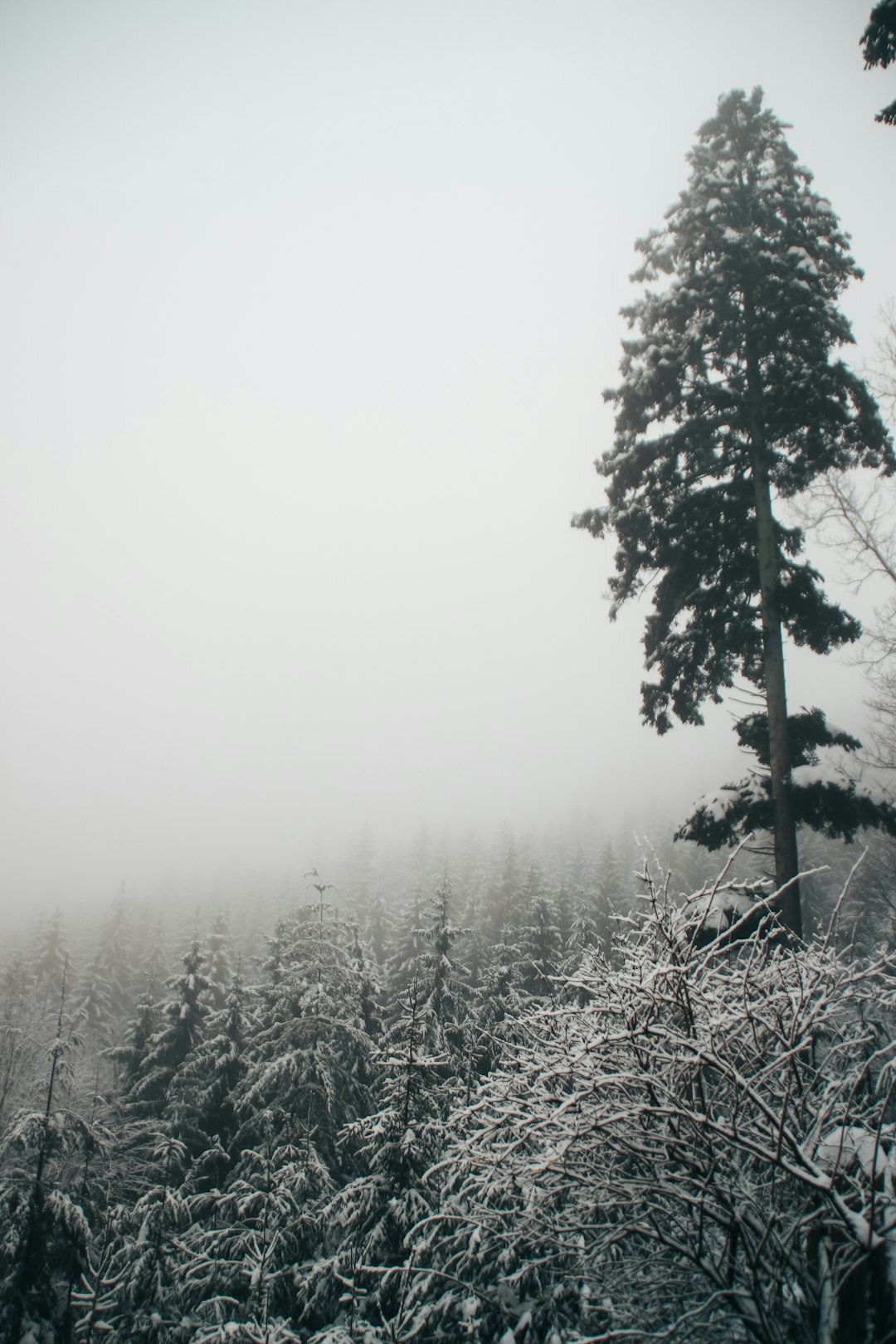 snow covered trees during daytime