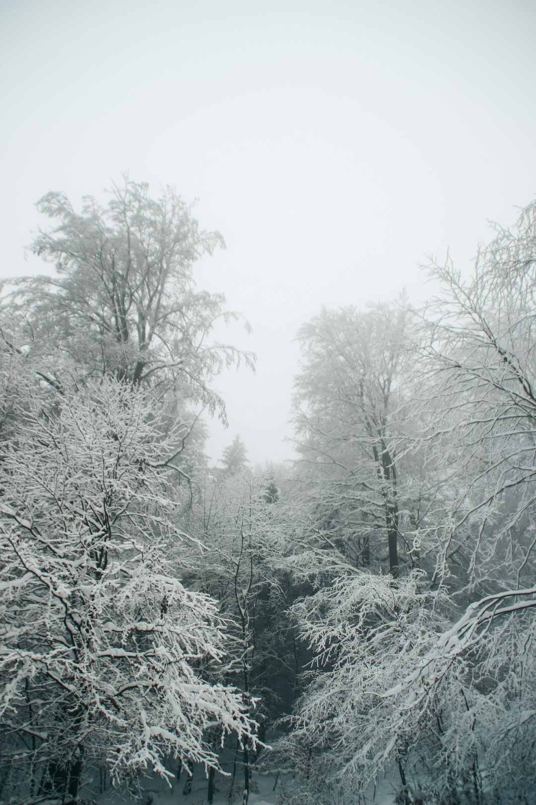 snow covered trees during daytime