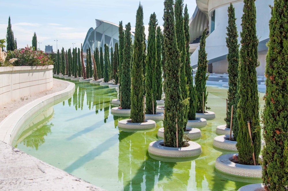 green pine tree on white concrete round fountain