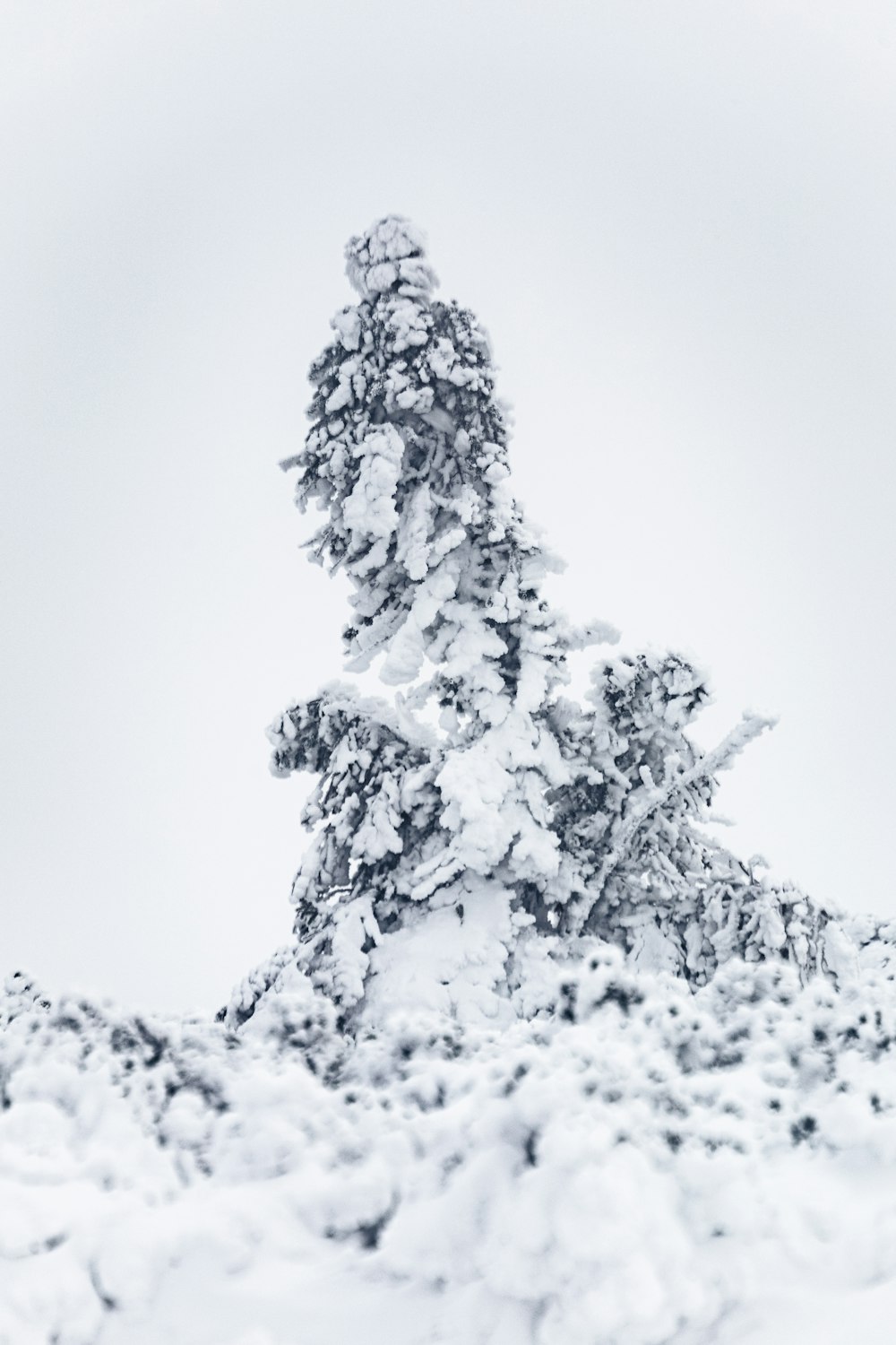 snow covered tree during daytime