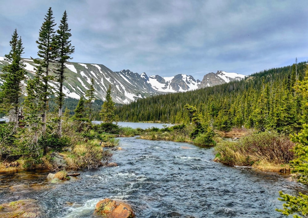 green trees near snow covered mountain during daytime