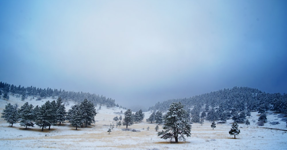 green trees on snow covered ground during daytime