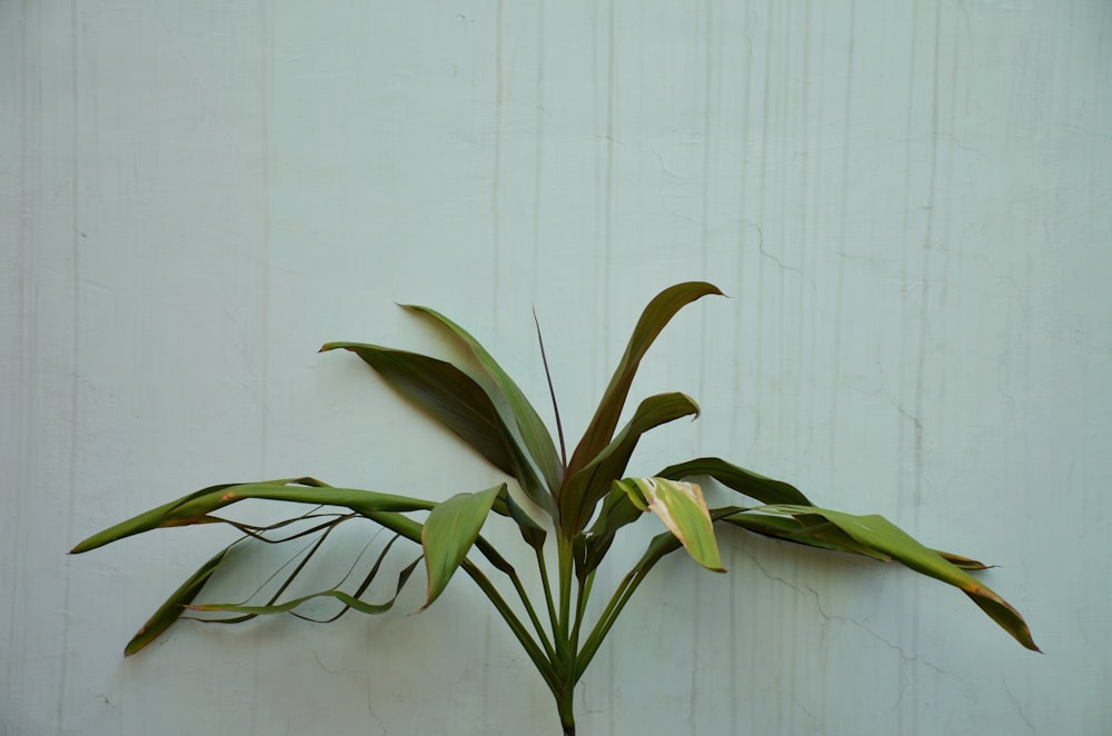 green plant near white wall