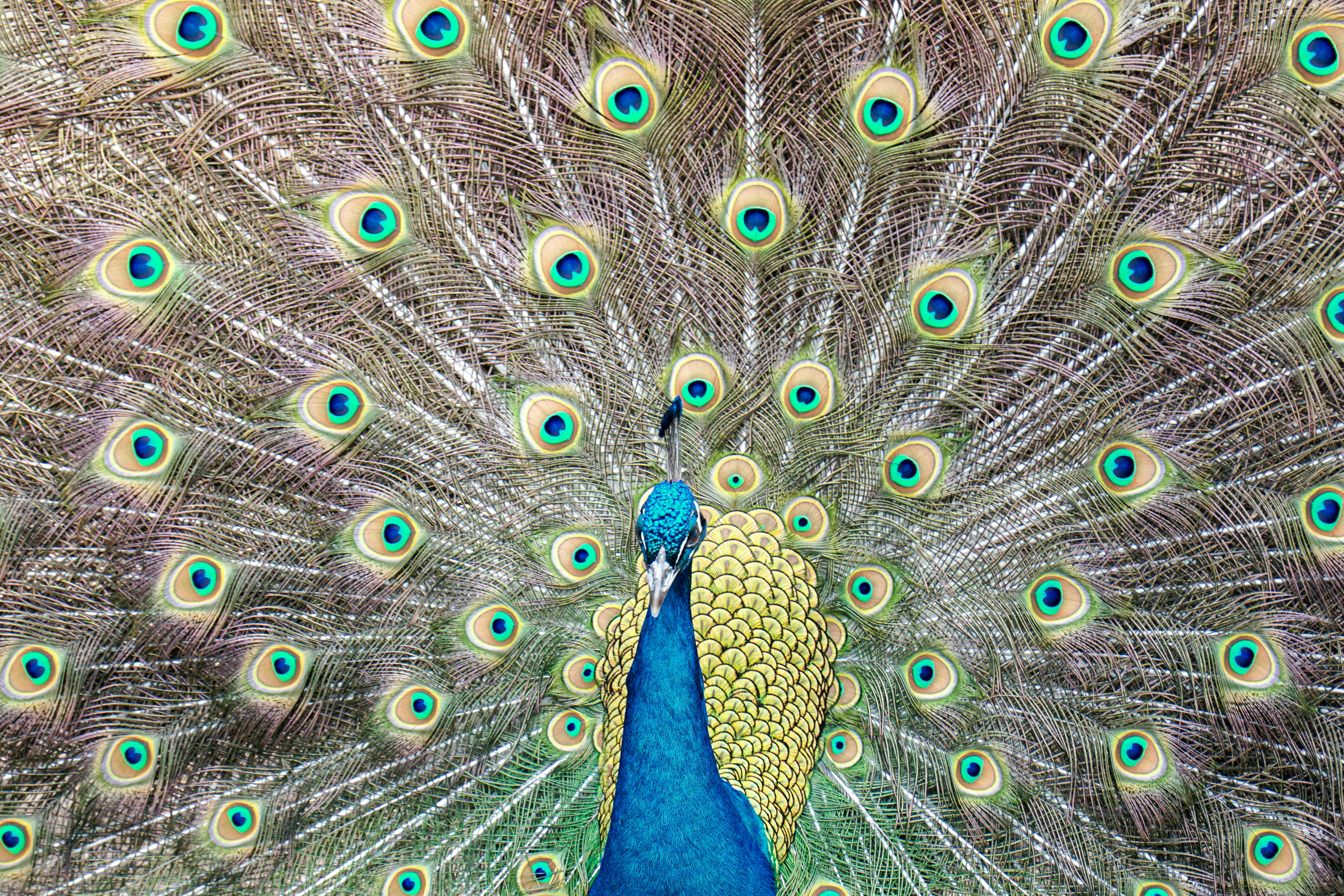 Proses Pengambilan Minyak Atsiri Dari Daun Nilam Dengan Pemanfaatan Gelombang Mikro (Microwave) Image