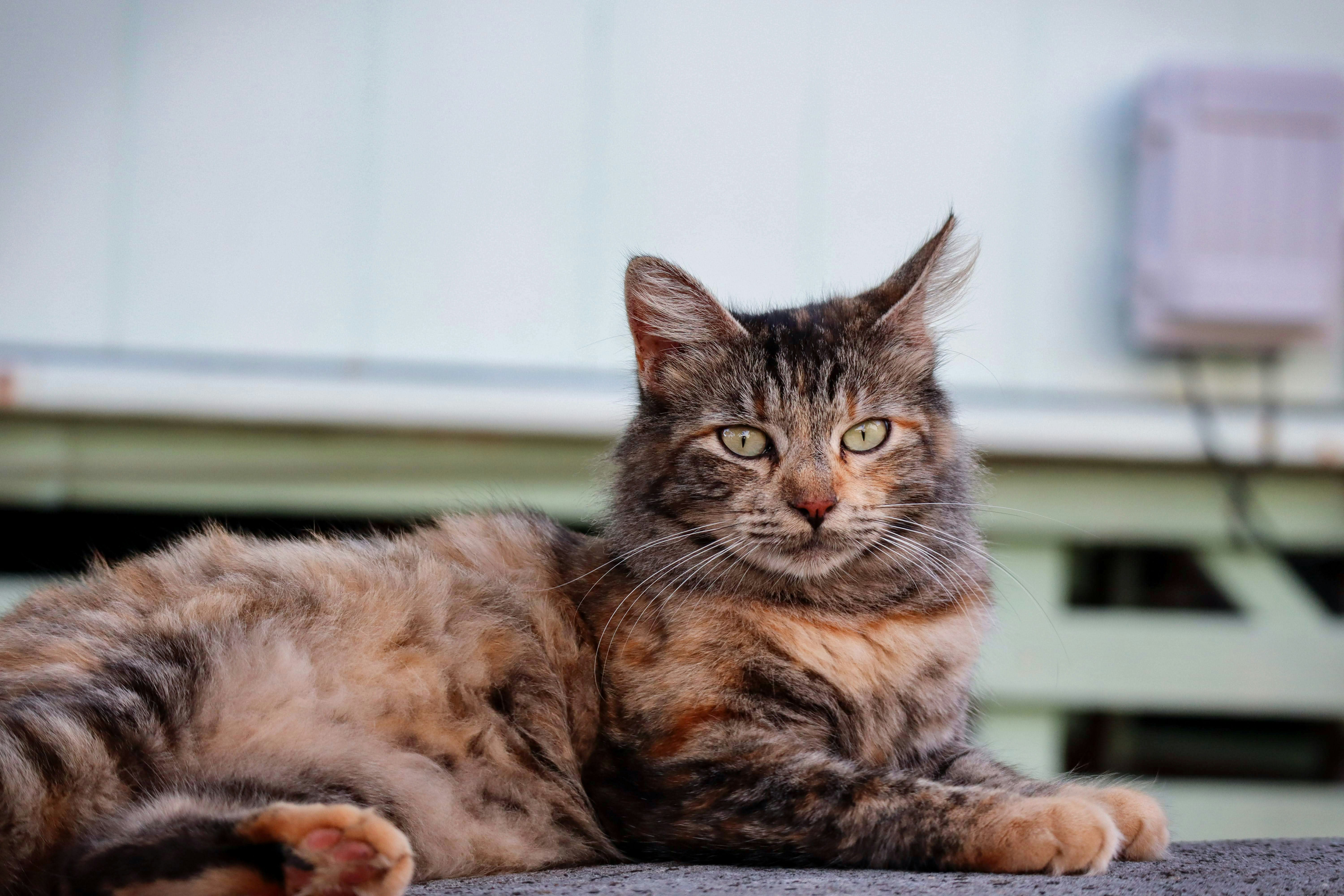 Cat Behavior Most Common Meanings
