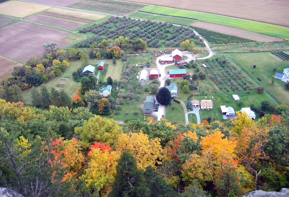 aerial view of green trees and green grass field during daytime