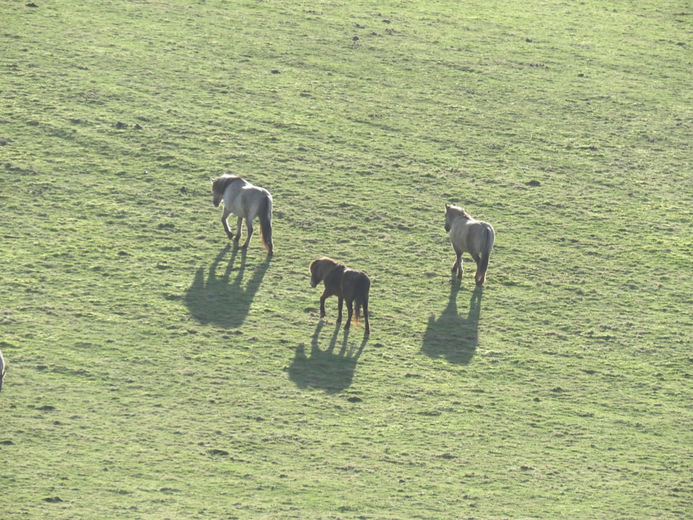 昼間の緑の芝生の羊の群れ