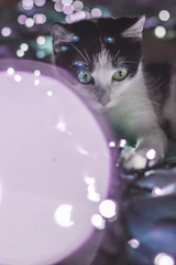 Softly glowing animated black-and-white cat with sparkling stars around
