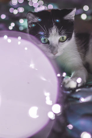 An animated scene of Yarie’s favorite cats gently pawing at glowing hearts and twinkling sparkles in a dreamy black-and-white setting.