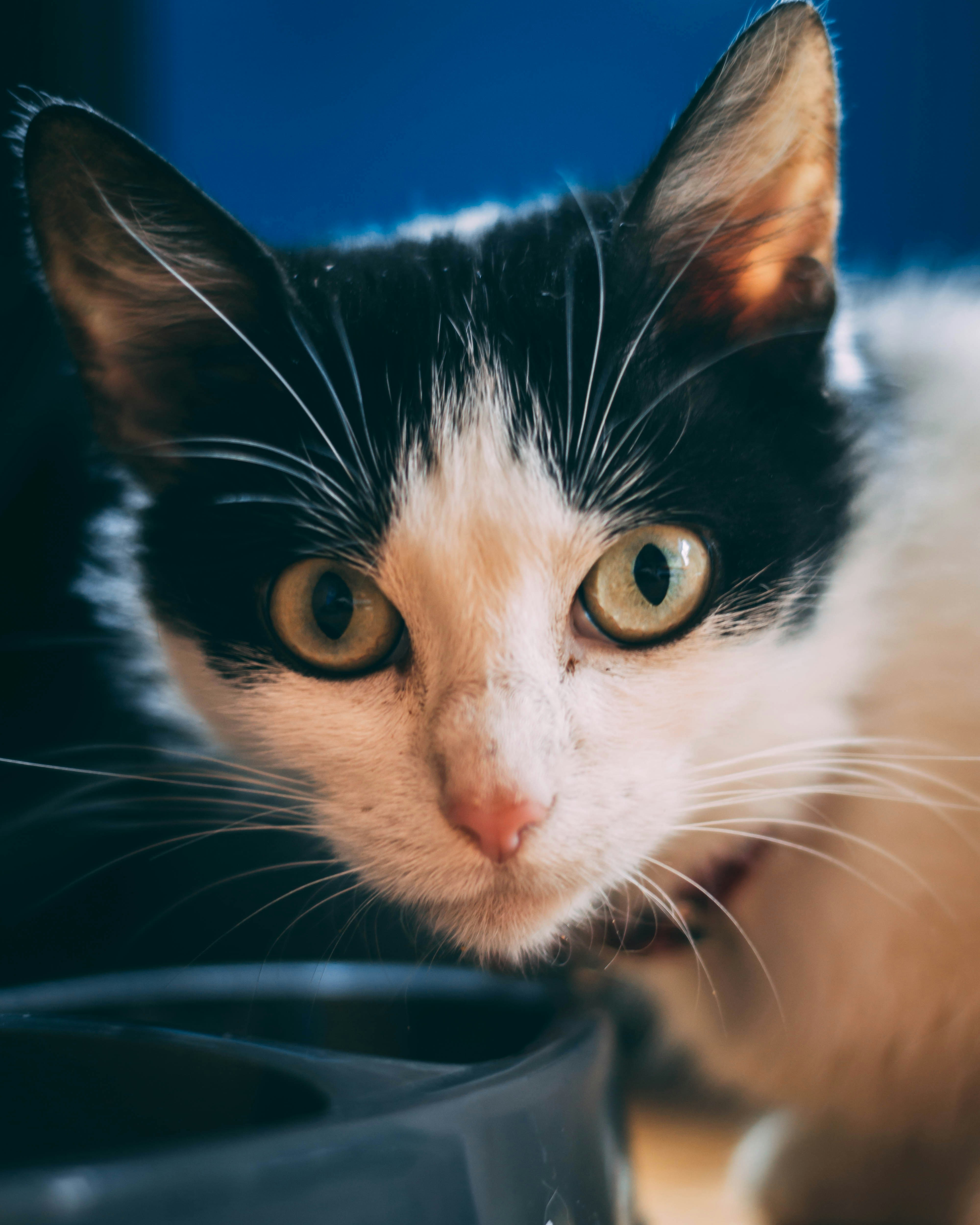 黒と白のタキシード猫の写真 Unsplashで見つける猫の無料写真