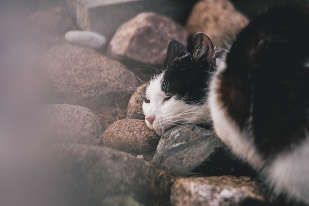 tuxedo cat on brown rock