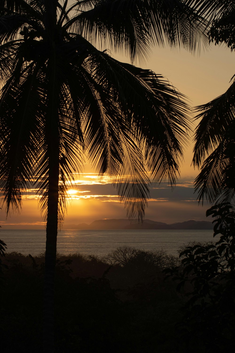 silhouette of palm tree during sunset