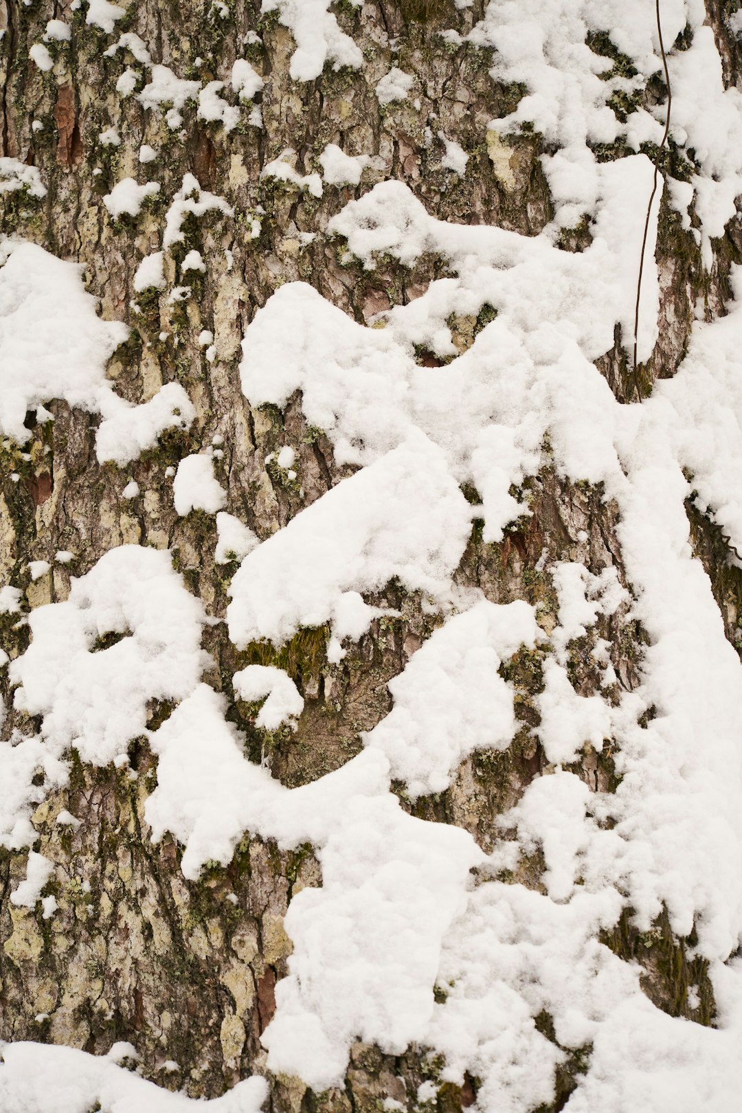 snow covered trees during daytime