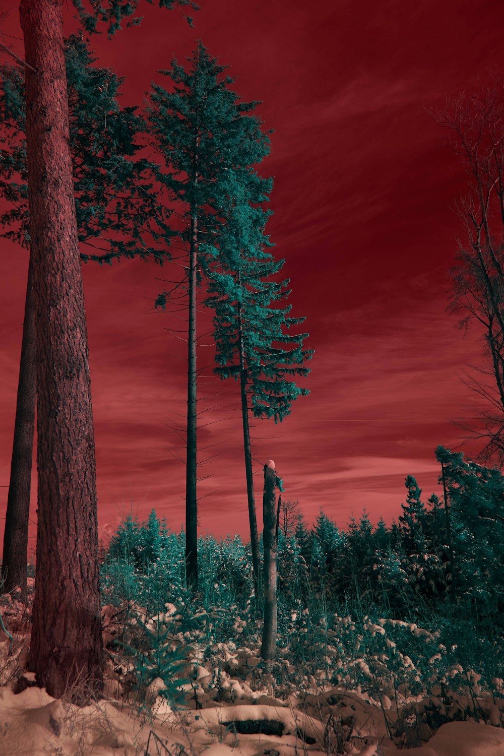 red and black trees under cloudy sky