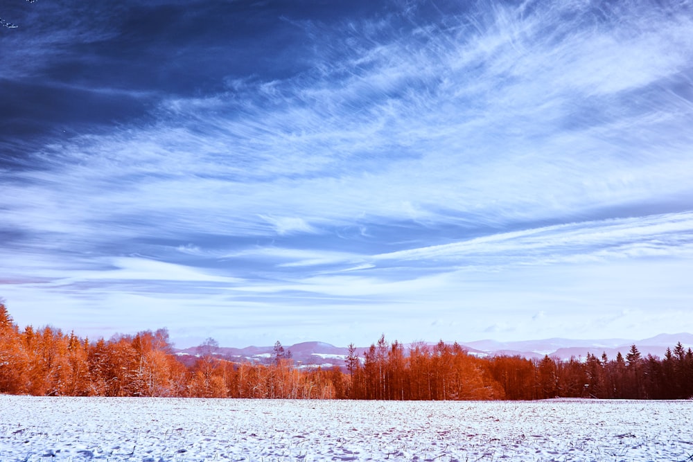 brown trees under blue sky during daytime