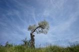 A peaceful clearing with a single sturdy tree standing against a blue sky.