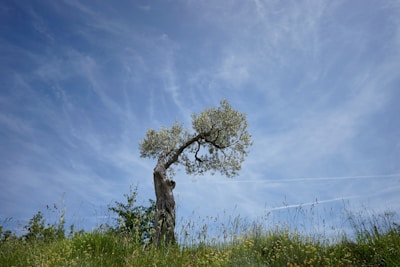 A peaceful clearing with a single sturdy tree standing against a blue sky.