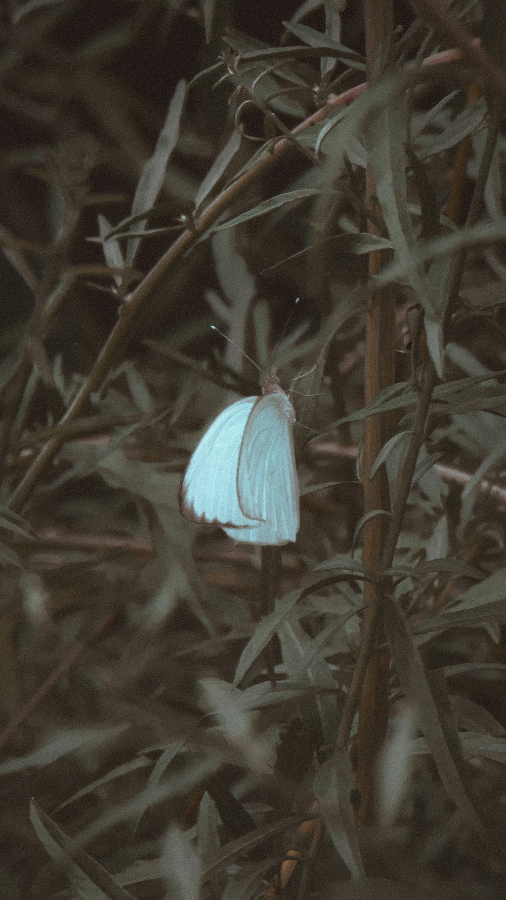 blue butterfly perched on green plant