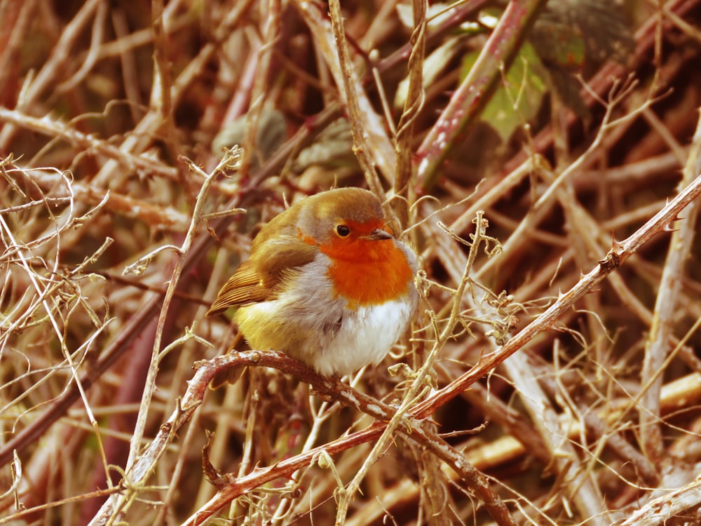 yellow and white bird on brown tree branch during daytime