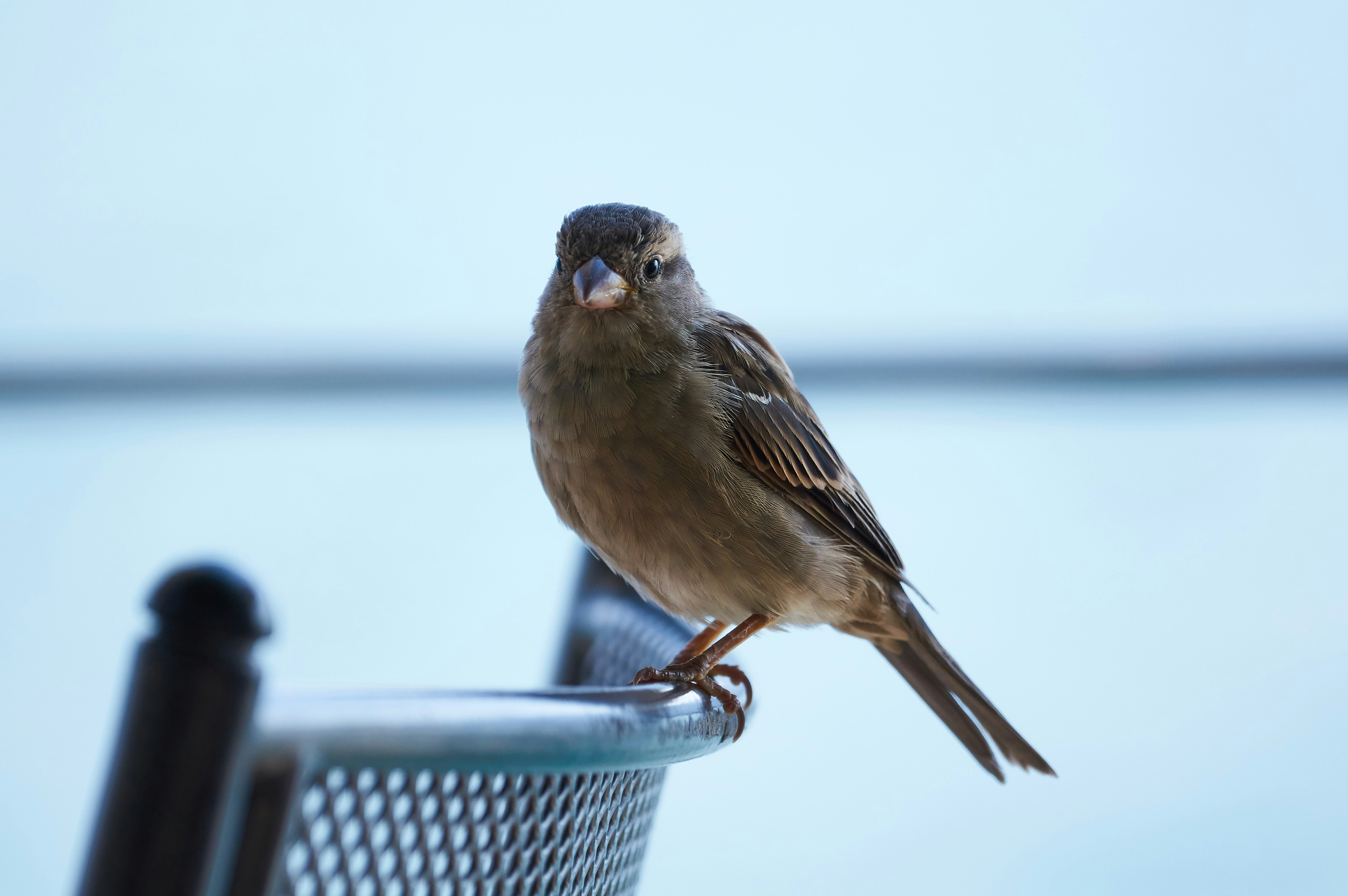 Photo by wolfgang_hasselmann