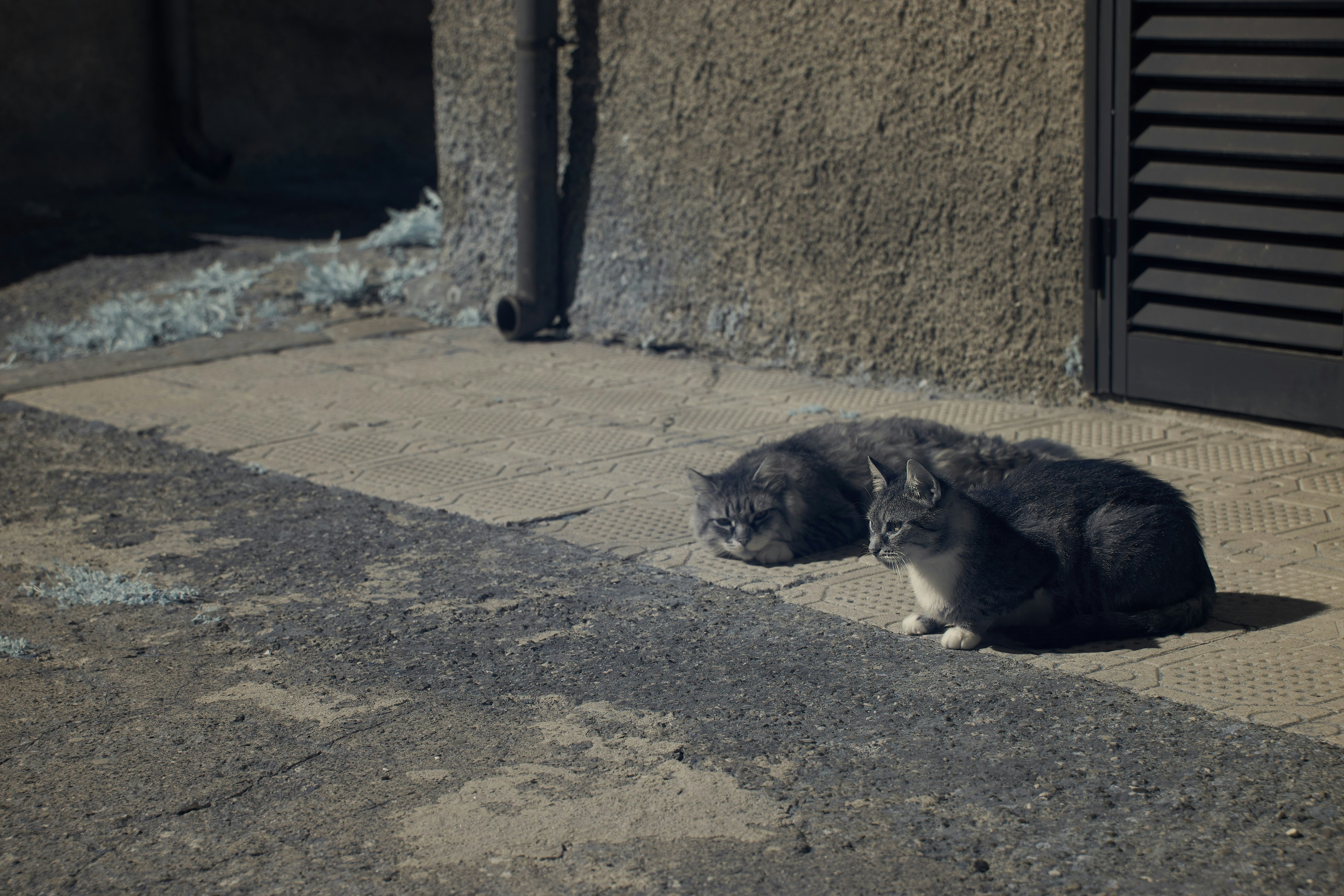 Photo by wolfgang_hasselmann