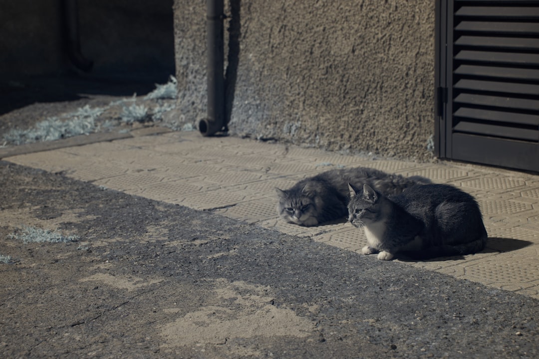 black and white cat on gray concrete floor