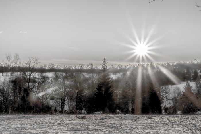 Dragonfly Dreams logo