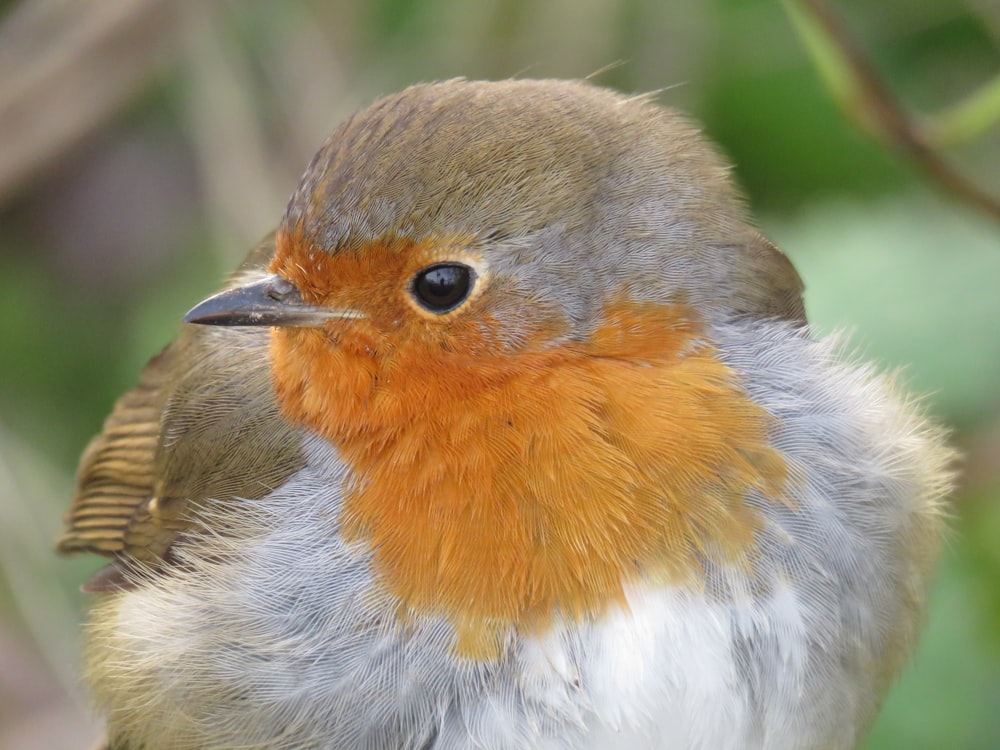 brown and white bird in close up photography