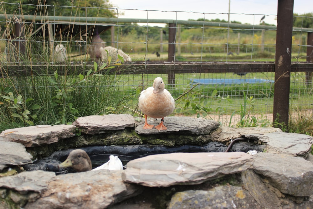 white duck on gray rock