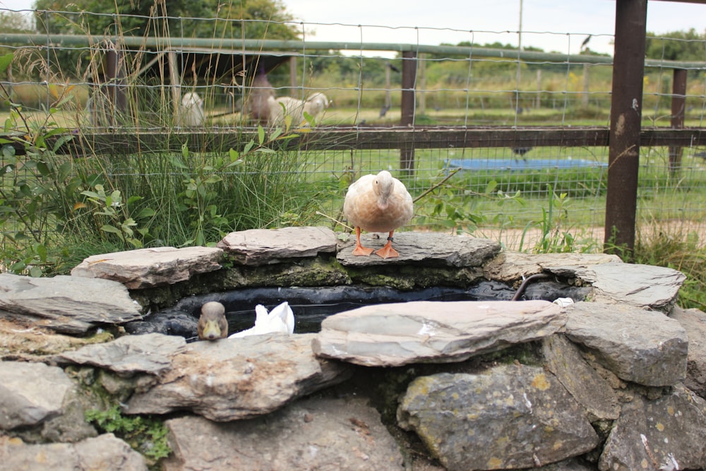 white duck on gray rock during daytime