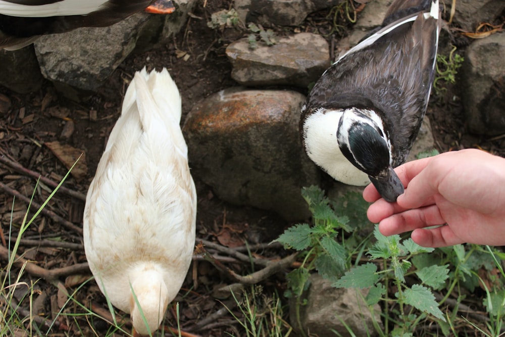 white and black duck on green grass