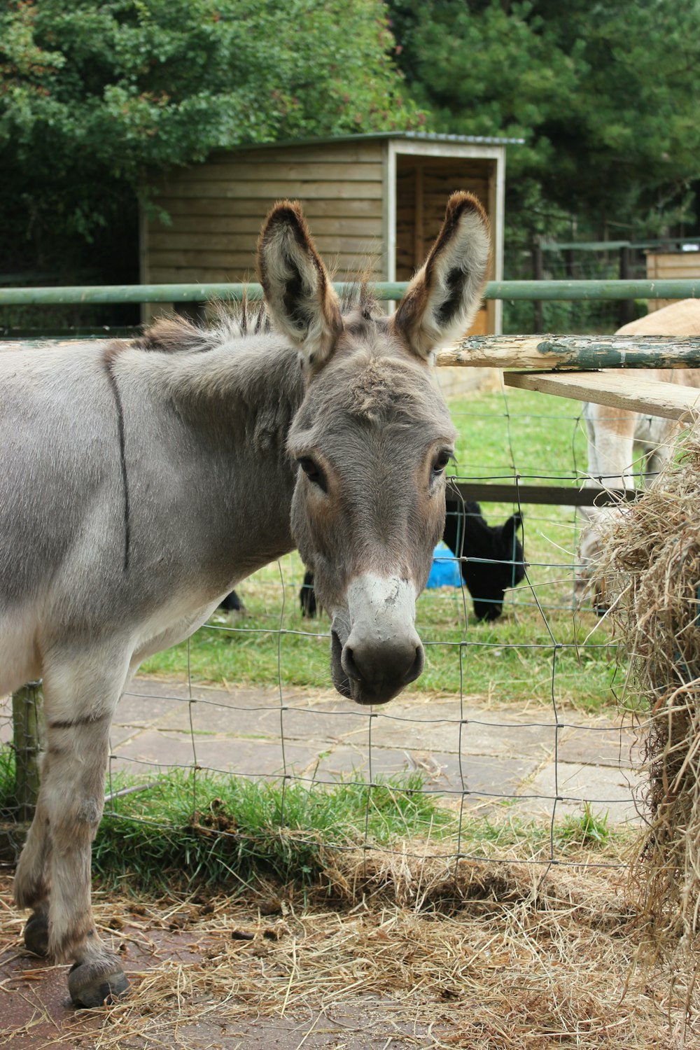 cavallo grigio che mangia l'erba durante il giorno