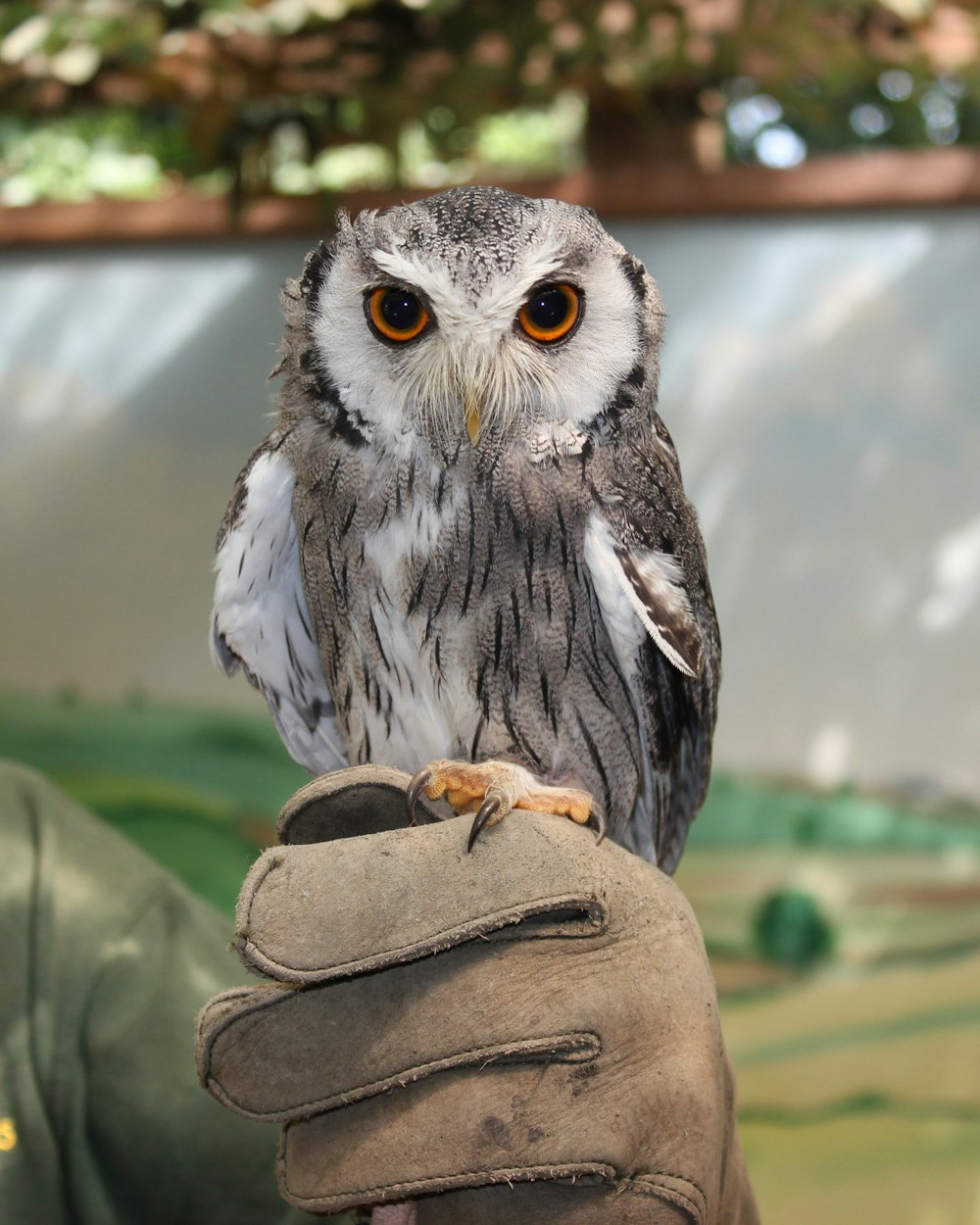 brown owl on brown leather textile